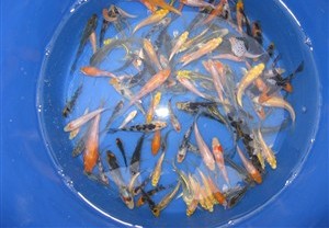 New Koi!