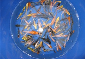 New Koi!